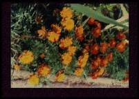 307: I. Lorenz; Flower Bush; Vereintes K&ouml;nigreich, Worms; 1996, 2001